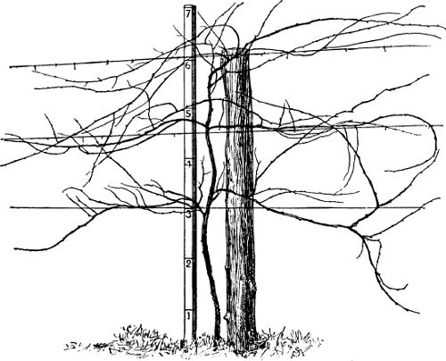 Fig. 22. A Rotundifolia vine trained by the 6-arm renewal method.