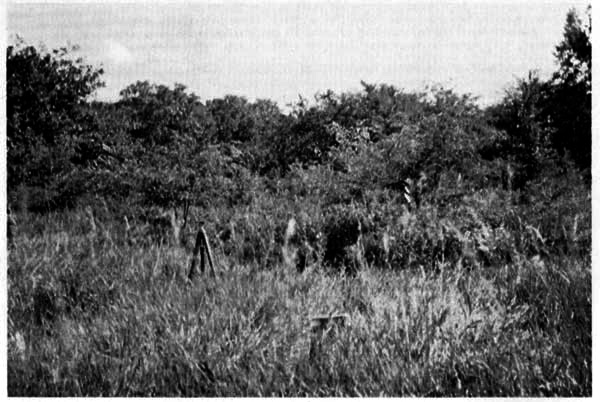 Condition of vegetation at edge of "House Field" on July 14, 1955.