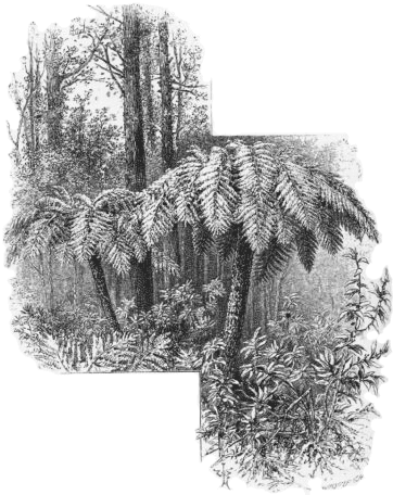 Ferns