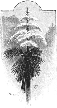 Talipot Palm