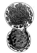 Fig. 92.