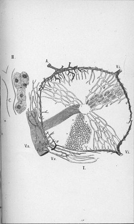 PLATE IV.