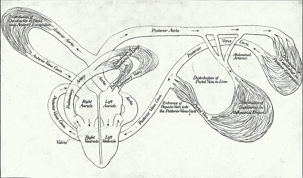 PLATE VII.