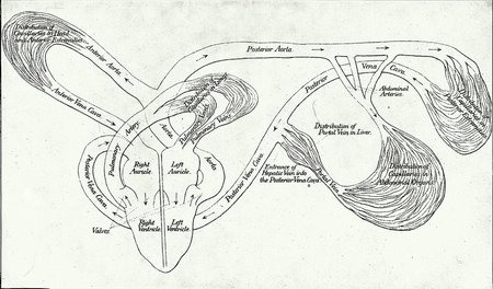 PLATE VII.