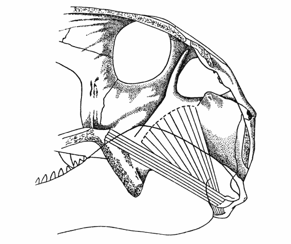 Fig. 6. Dimetrodon. Internal aspect of right cheek, showing anterior and posterior pterygoid muscles. Skull modified from Romer and Price (1940). Approx. × 1/4.