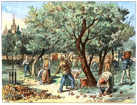 La Récolte des Pommes