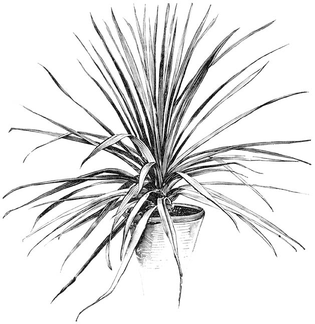 Fig. 233. Cordyline indivisa.