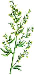 PL. VI - ARTEMISIA ABSINTHIUM.