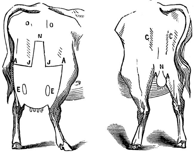 Fig. 9. FIFTH CLASS. Fig. 10. 