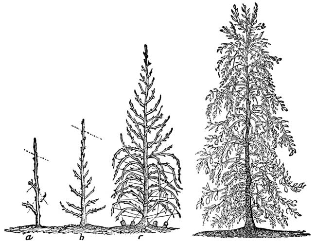 Progressive stages of Conical Training.