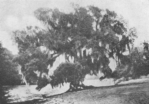 The Evangeline Oak Near the “Poste des Attakapas”