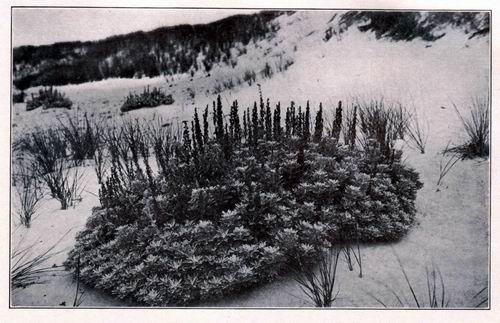 Dusty Miller blossoming among the Cape Dunes