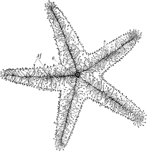 Fig. 18. Zeester, van beneden gezien. (Iets vergroot.)