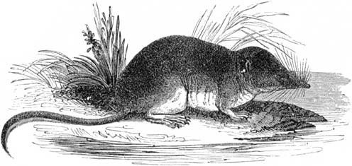 Fig. 44. De Waterspitsmuis. (Iets minder dan de helft verkleind).