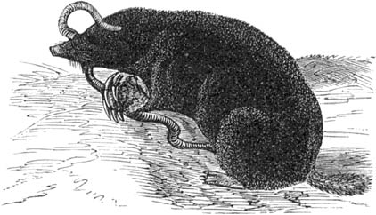 Fig. 45. De mol. (De helft verkleind.)