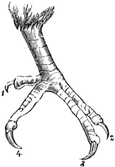 Fig. 78. Poot van een’ specht.