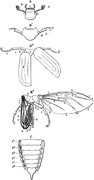 Fig. 116. Meikever, uit elkander genomen.