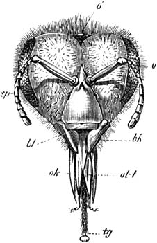 Fig. 135. Kop van de werkbij.