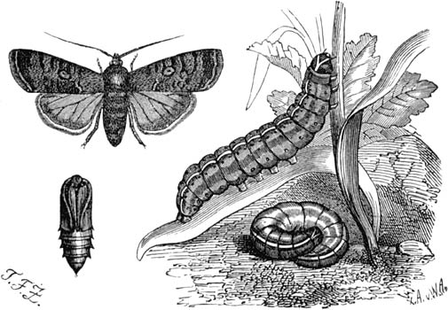 Fig. 143. Gedaanteverwisseling van eene aardrups. (Nat. gr.)