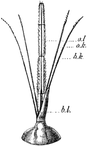 Fig. 147.