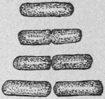 Growing germ