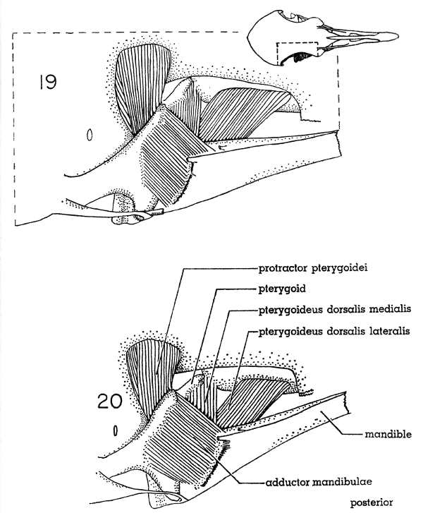 Fig. 19. Dorsal view of the jaw musculature of the White-winged Dove (right side); deep layer. × 5.  Fig. 20. Dorsal view of the jaw musculature of the Morning Dove (right side); deep layer. × 5.