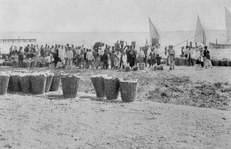 Fig. 2.—Shipping Fruit at Larnaca.