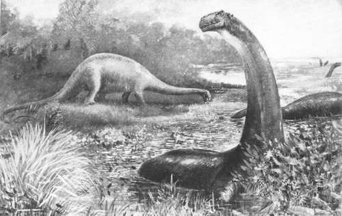 By permission of the American Museum of Natural History  Restoration of an aquatic Dinosaur, Brontosaurus excelsus, from the Upper Jurassic and Lower Cretaceous of Wyoming. The animal in life was over 60 feet long