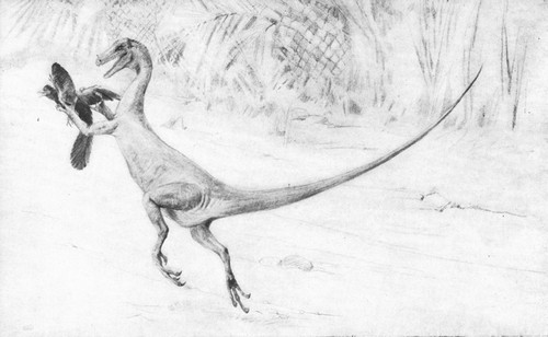 By permission of the American Museum of Natural History  Restoration of the small carnivorous Dinosaur, Ornitholestes hermanui, catching a primitive bird Archæopteryx. Upper Jurassic and Lower Cretaceous