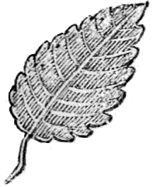 leaf