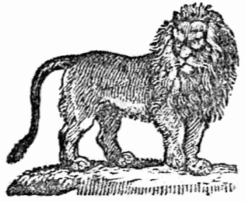 lion