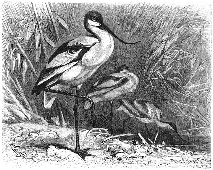 Kluit (Recurvirostra avocetta). 1/4 v. d. ware grootte.