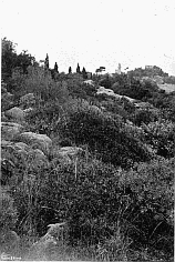 NATURAL GROUPING OF SHRUB IN ROUGH GROUND.