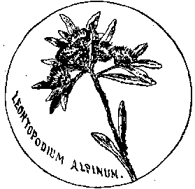 Leontopodium Alpinum