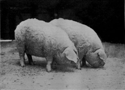 PAIR OF L.C.C. GILTS