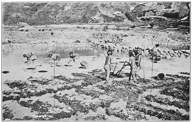 Turning the soil in a water-filed sementera, showing women transplanting rice