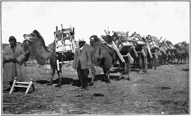 Camels at Work—Summer.