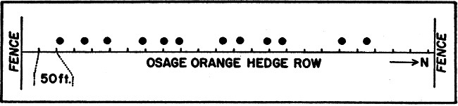 Fig. 2. Diagram illustrating spacing (due to territoriality or intolerance of the rats) in twelve woodrat houses in a hedge row extending south from south boundary of the Reservation at the middle.