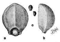 Fig 143.