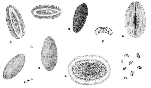 Fig 172.