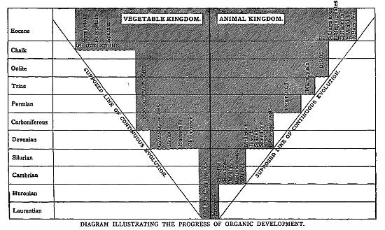 DIAGRAM ILLUSTRATING THE PROGRESS OF ORGANIC DEVELOPMENT.  In the above Diagram the progress of Organic Development, as manifested in higher and higher types, is indicated by the increasing divergence of new forms from primitive simplicity of structure, represented by the medium line separating the vegetable and animal kingdoms.  The Supposed line of continuous Evolution, indicates the gradual course which should be taken by Development, on Darwinian or Spencerian principles, by accumulation of minute differences in successive generations, as contrasted with the abrupt and simultaneous appearance of highly differentiated types, as spoken of by palæontologists.  [To face page 227.