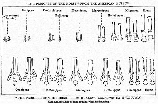 "THE PEDIGREE OF THE HORSE," FROM THE AMERICAN MUSEUM.  "THE PEDIGREE OF THE HORSE," FROM HUXLEY'S LECTURES ON EVOLUTION.