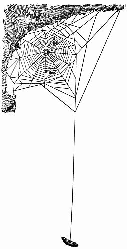 Fig. 34.—An Orbweb with a Pebble Counterpoise.