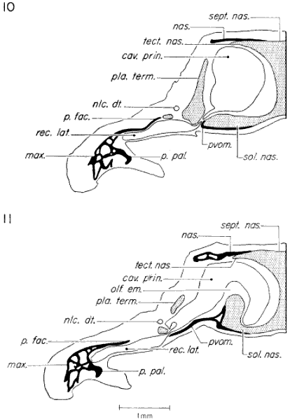 Transverse sections through posterior part of olfactory capsule