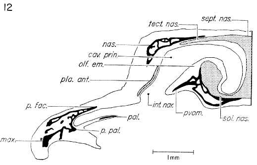 Transverse section through the olfactory capsule in region of planum antorbitale