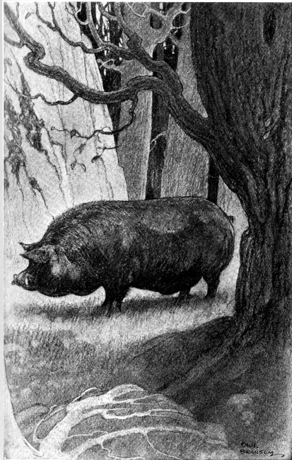 The black boar had wandered so far into the wilderness that he was safe from pursuit.