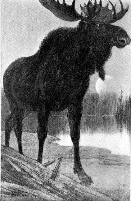 Black and huge against the pallid radiance towered a moose bull.