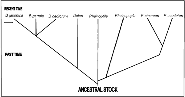 family tree