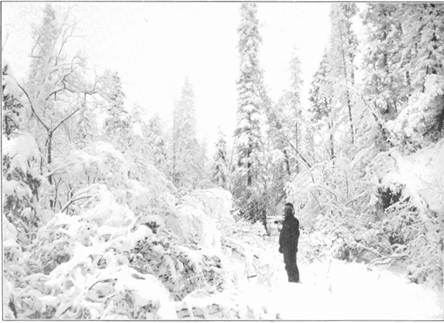 Copyright by J. Doody, Dawson  A Yukon Snow Scene near White Horse