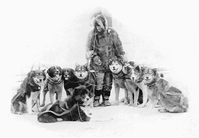 Copyright by E. A. Hegg, Juneau Courtesy of Webster & Stevens, Seattle  A Famous Team of Huskies